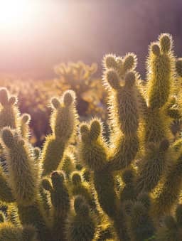 9OpWUn